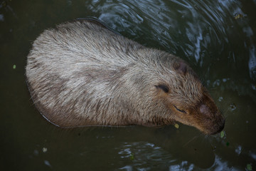 Top view Capybara in water