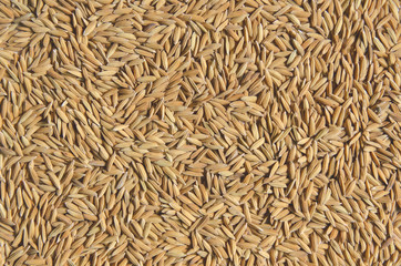 Background and wallpaper by pile of paddy rice and rice seed.