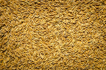 Background and wallpaper by pile of paddy rice and rice seed.