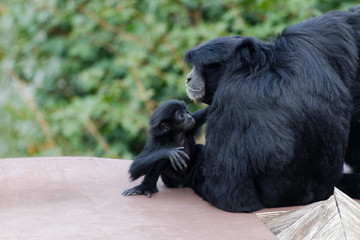 Bébé siamang jouant avec des adultes