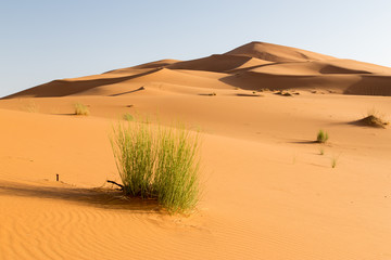 Fototapeta na wymiar Grass in the deserta