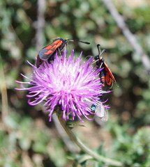Papillon rouge et noir sur une fleur violette

