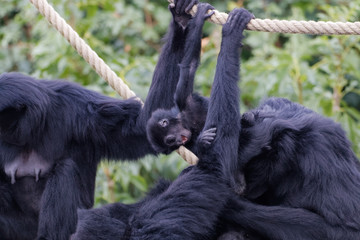 Bébé siamang jouant avec des adultes