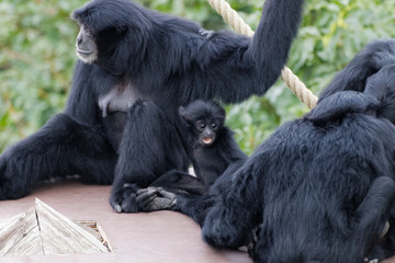Bébé siamang jouant avec des adultes