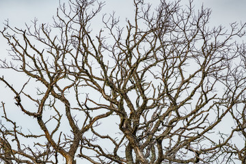 Died tree branches against white sky, high section