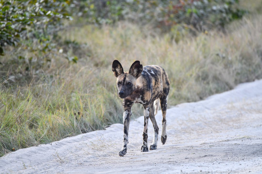 Wild Dogs Botswana