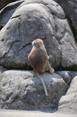 Wild Hamadryas baboon