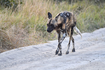 Wild Dogs Botswana