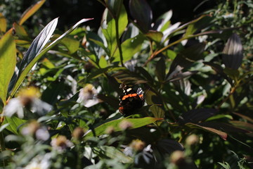 Schmetterling