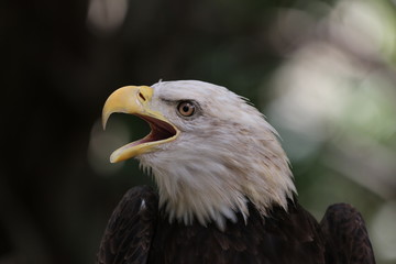 The American Bald Eagle