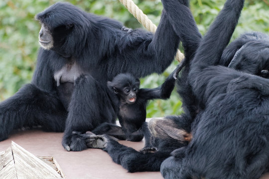 B&eacute;b&eacute; siamang jouant avec des adultes