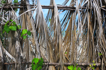 Obraz premium Dry palm leaves on turquoise seaside