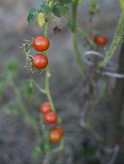 Red tomato on a branch