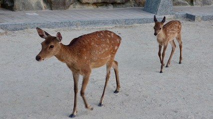 Rehe am Strand auf Nahrungssuche