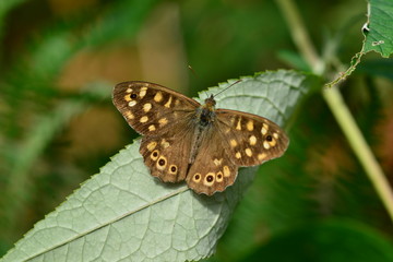Speckled Wood Butterfly, U.K.
Macro image of an insect.