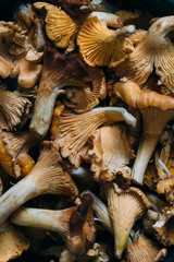 chanterelles mushrooms background
