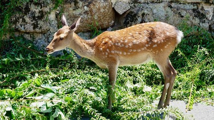 Reh, Ricke, Hirschkuh im Wald