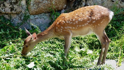 Reh, Ricke, Hirschkuh im Wald