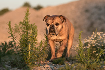Obraz premium Continental Bulldog. Dog is standing in a beautiful meadow with flowers and hills