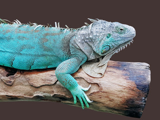 Green Cyan Iguana on Wooden Log Isolated on Brown Background