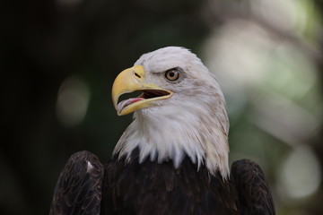 American Bald Eagle