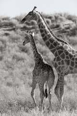 Giraffe Mother and Calfve 