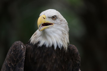 American Bald Eagle