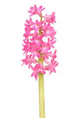 Hyacinth flower