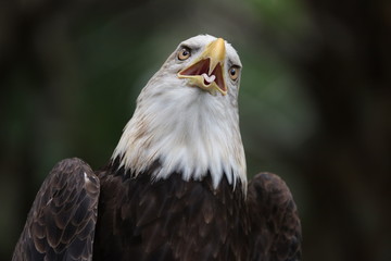 American Bald Eagle