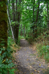 autumn hike in forest