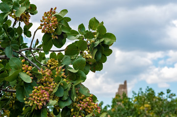 View of a pistachio bunch on tree and ancient ruined tower in the distance