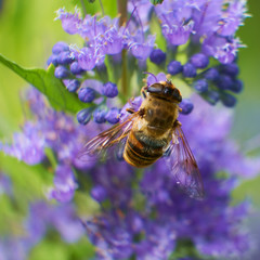 Honey bee pollinating on purple flower shrub