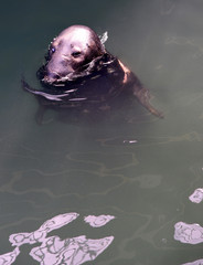 Fototapeta premium Błyszcząca mokra foka w wodzie