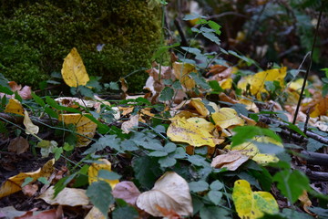 autumn leaves on ground