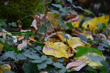 autumn leaves on ground