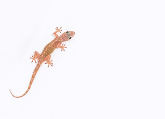 Obraz premium Tokay gecko, Gekko on white ceiling