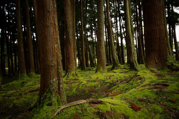 Old trees in a forest with the floor covered with moss. Azores islands. Portugal