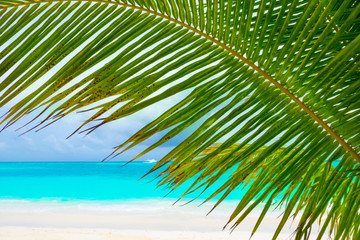Fototapeta premium Tropical beach
