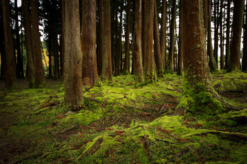 Fototapeta premium Stare drzewa w lesie z podłogą pokrytą mchem. Wyspy Azorów. Portugalia