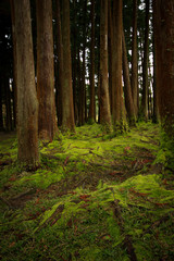 Old trees in a forest with the floor covered with moss. Azores islands. Portugal