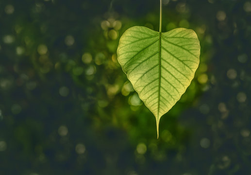 Bodhi leave stand out from the Blurred Bokae Light Background, also known as Pipal leave and Bo leave