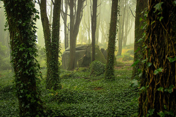 Beautiful old forest in fog © nvphoto