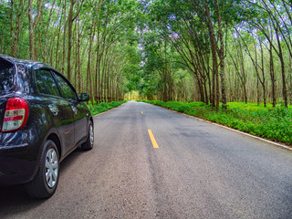 Beautiful road through the trees 