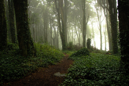 Fototapeta Beautiful old forest in fog