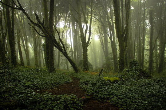 Fototapeta Beautiful old forest in fog