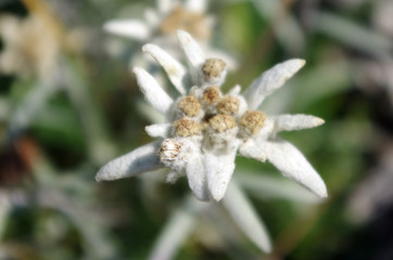 Fleur blanche d'Edelweiss en montagne