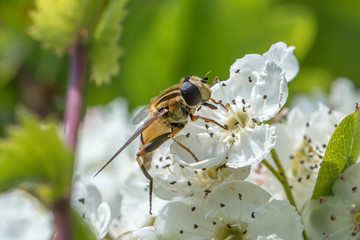 Insekt auf blüte
