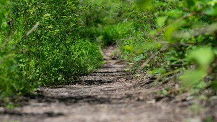 Closeup Forest Trail Path National Park