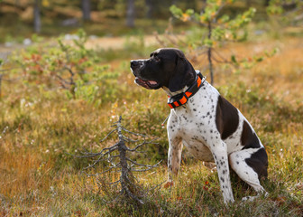 Dog english pointer with gps-tracker 
