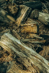 Vintage Wood Logs Background Forest